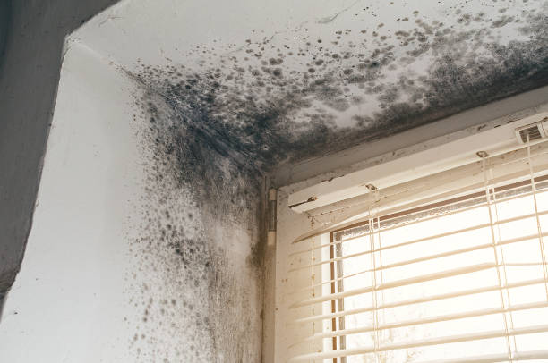 Affordable Mold Testing solutions in Simpson, NC